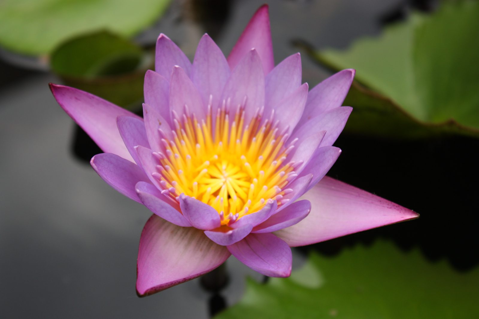 Violette Lotusblüte auf dem Wasser